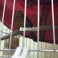 Cần Ra Đi - Chim Họa Mi Nâu Đã Thuần, Hót Nhiều  