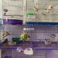 Cần bán chim yến hót non đang tập n cho anh em trải nghiệm  