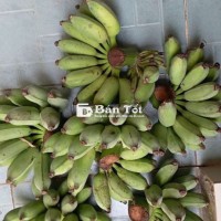 Bán Chuối Xiêm Đen Tại P.3, TP Sóc Trăng  