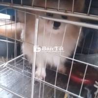 Bán 1 đôi phốc sóc, 1 đực 1 cái. Hoặc lấy 1 con  