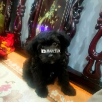 Chó Poodle Màu Đen 3 Tháng - Đẹp, Ngoan, Đủ Mũi Tiêm  
