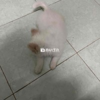 Chó Phốc Sóc Mini Dễ Thương Cần Tìm Chủ Mới