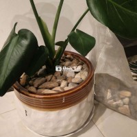 Đá Sỏi Tự Nhiên Trang Trí Cây Hoặc Hồ Cá Siêu Đẹp  