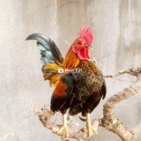 Gà Se Dáng Táo - Gà Sinh Sản & Nuôi Cảnh