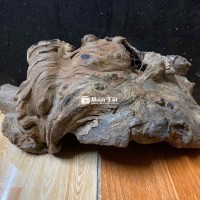 Nuôi cắm xe thả bể cá Bông - Decor độc đáo cho không gian sống  