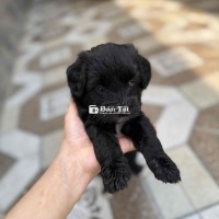 Poodle Lai Đã Cắt Đuôi (1 Đực 1 Cái)