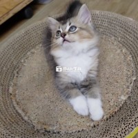 Mèo Ald. Golden lai Ragdoll cần tìm chủ mới