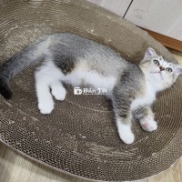Mèo ALN cần tìm nhà mới