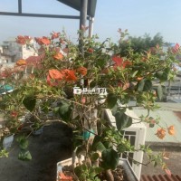 Hoa Giấy Mỹ Ghép Đỏ Rettiza Siêu Hoa Đang Nụ Đẹp  