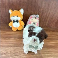 Poodle Bò Sô Teacup Tai Bướm 5 Tháng Tuổi - Lanh Lợi, Quấn Chủ  