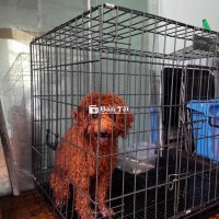 Chó Poodle Thuần Chủng Đực 7 Tháng Tuổi Cần Tìm Chủ Mới