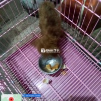 Chó Nhỏ Tini Cúp Bằng Cái Ly Trà Xanh - Giống Gấu Siêu Đáng Yêu  