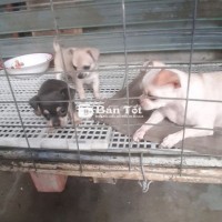 Bán 3 Mẹ Con Chihuahua Thuần Chủng - Giá 3.5 Triệu - Hố Nai, Tân Hòa, Biên Hòa  