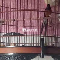 Bán Lồng Chim 88 (Lên Nước Đẹp) Giá Tốt
