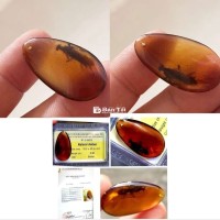 Bao thể côn trùng khổng lồ trong hổ phách - 1.7cm!