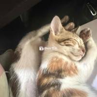 Bán mèo lai giá rẻ . Anh + bengar + mèo ta