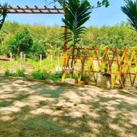 Mua đất Lâm Đồng full thổ cư tặng hàng rào trúc