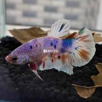 bán lại 3 con betta ( bán cả 3 con không bán lẻ )