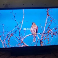 Tivi ss40in internet