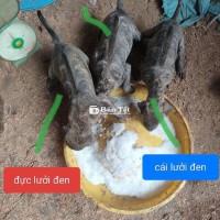 Chó Phú Quốc Vện Đẹp - 2 Đực 1 Cái - 32 Ngày Tuổi - Lưỡi Đen & Đốm Đẹp  