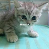 Mèo Con Anh Lông Dài Tìm Chủ Yêu Thương