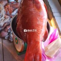 Cá MÚ ĐỎ