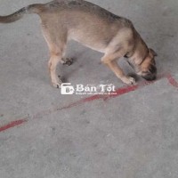 Cần bán cún nhanh trong ngày  