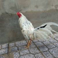 Bướm Lai 2kg3 Cân Nhẹ, Líp Xổ Dạo Đầu - Hợp AE Alo!  