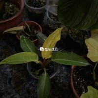 bán chậu đế vương vàng var