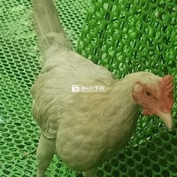 GÀ THÁI MỸ - GÀ TRỐNG GIỐNG TỐT