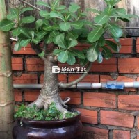 Bán cây chà là lùn 30cm - Cây lâu năm, khỏe đẹp, giá tốt!  