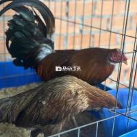 Thanh lý cặp gà Asil Hatch Grey