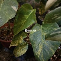 Bán chậu Monstera Var siêu đẹp