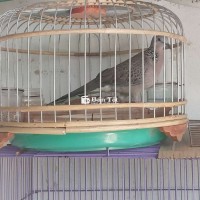 Bộ bổi việt chim