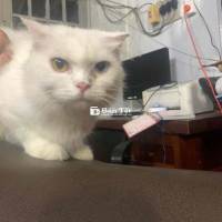 bé ALD cái mắt hai màu