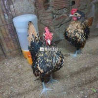 Vảy cá đồng 3 tháng
