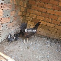Bầy gà tre 5 con và 1 mái tre 500k