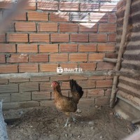 Gà mái tre mỹ 300k