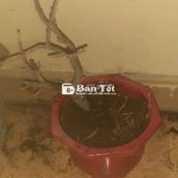 Bán hoặc Giao Lưu Đồ Hàng Không Thời Gian - Chăm Sóc Bảo Đảm Đẹp  