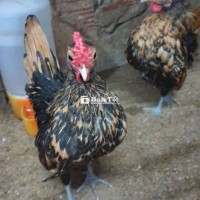 Gà kiểng 3 tháng