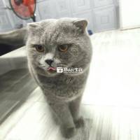 Bán Mèo Kèm Full Đồ Nuôi - Giá Bớt Mạnh