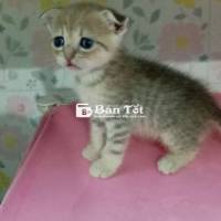 2 Bé Mèo Anh Lông Ngắn Tappy Tìm Chủ Yêu Thương
