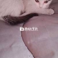 Bé là mèo anh lông dài bị 1 g₫ bỏ rơi cần bán lại