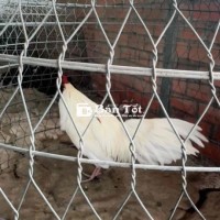 úa chân trắng mỏ trắng 3kg2