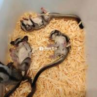 Thú cưng sinh sản ở việt nam