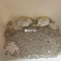 hamster robo pla 2 tháng đực