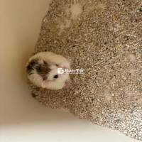hamster robo pie đực 3 tháng