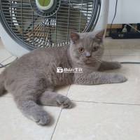 Mèo Lilac Đực - Màu Hiếm, Đẹp, Khỏe Mạnh  
