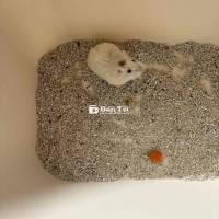 Hamster Robo Cái 3 Tháng, Màu Snow Lỗi Nhạt