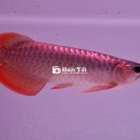 Huyết long đuôi càng màu tốt sai 28 30